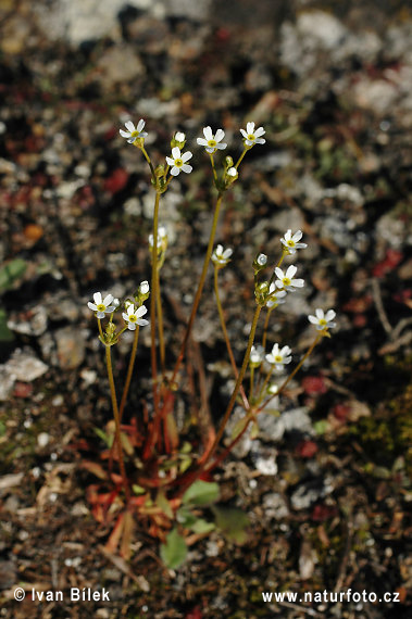 Pochybok severný (Androsace septentrionalis)