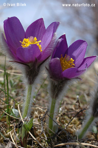 Poniklec otvorený (Pulsatilla patens)