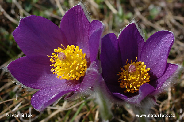 Poniklec otvorený (Pulsatilla patens)