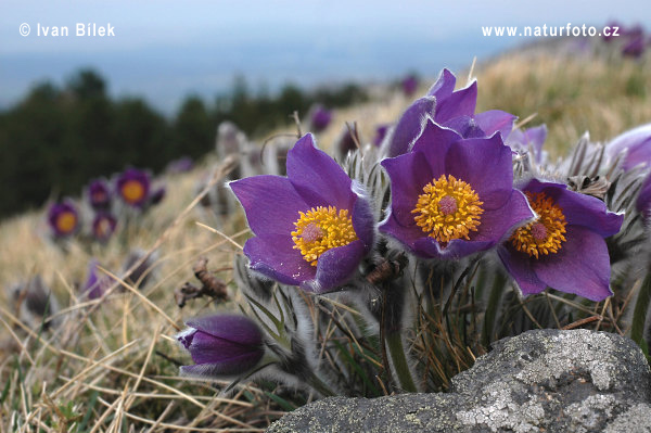 Poniklec otvorený (Pulsatilla patens)