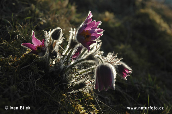 Poniklec otvorený (Pulsatilla patens)