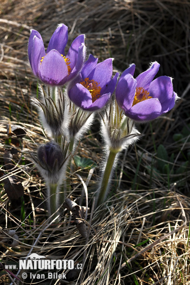 Poniklec otvorený (Pulsatilla patens)