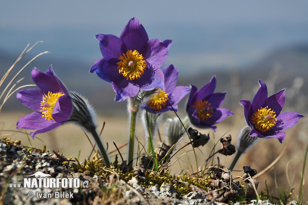 Poniklec otvorený (Pulsatilla patens)