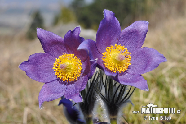 Poniklec otvorený (Pulsatilla patens)