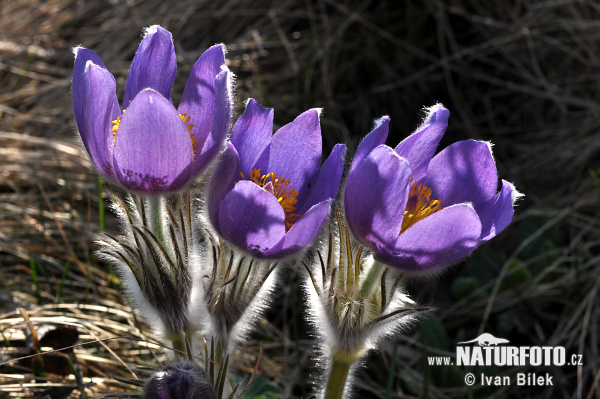 Poniklec otvorený (Pulsatilla patens)