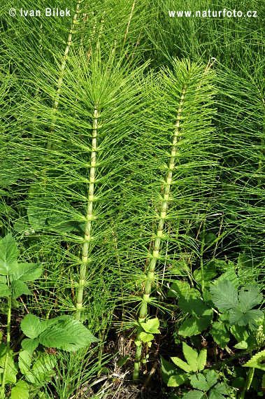 Praslička najväčšia (Equisetum telmateia)