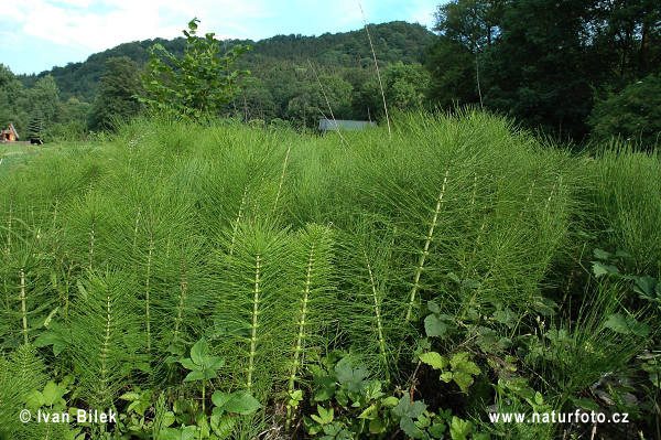 Praslička najväčšia (Equisetum telmateia)