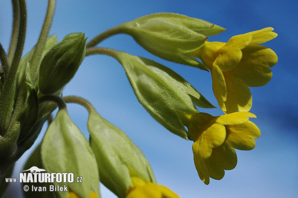 Prvosenka jarní - Petrklíč (Primula veris)