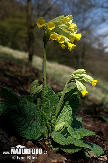 Prvosienka jarná (Primula veris)