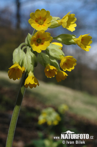 Prvosienka jarná (Primula veris)