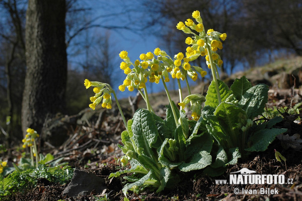 Prvosienka jarná (Primula veris)