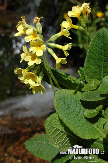 Prvosienka vyššia (Primula elatior subsp. elatior)