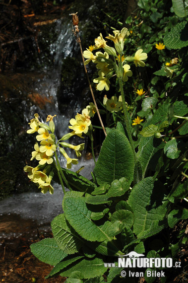 Prvosienka vyššia (Primula elatior subsp. elatior)