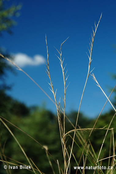 Psica tuhá (Nardus stricta)