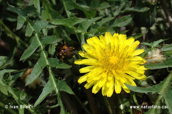 Púpava sliezka (Taraxacum parnassicum)