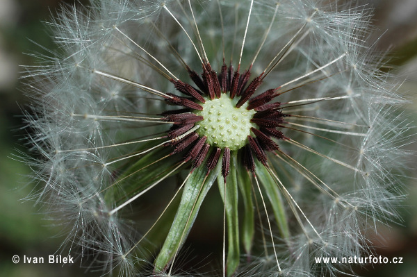 Púpava sliezka (Taraxacum parnassicum)