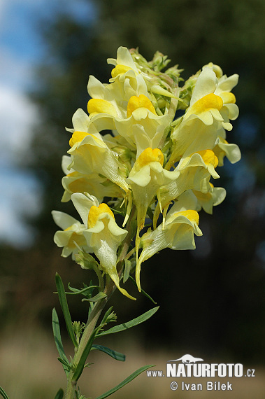 Pyštek obyčajný (Linaria vulgaris)