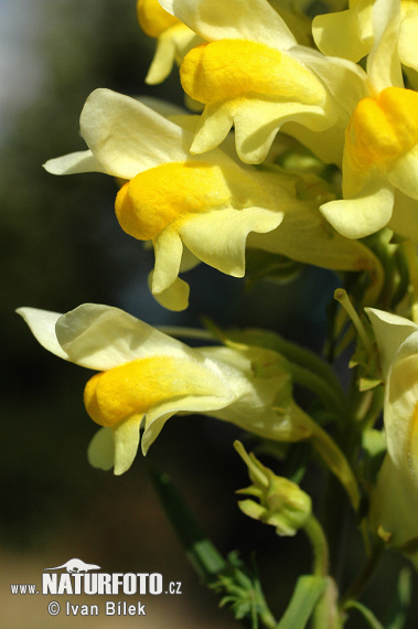 Pyštek obyčajný (Linaria vulgaris)