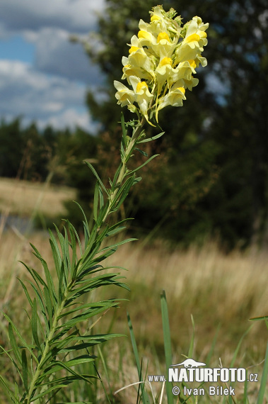 Pyštek obyčajný (Linaria vulgaris)