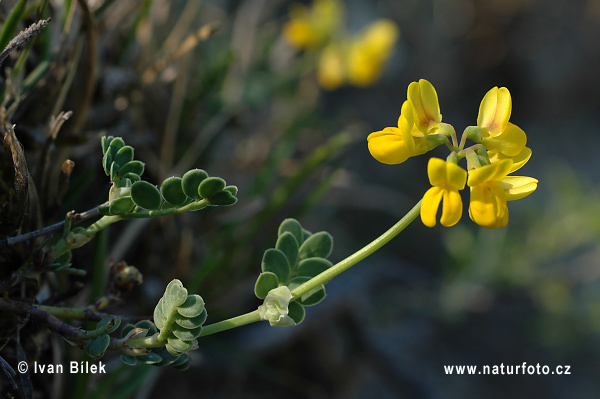 Ranostaj pošvatý (Coronilla vaginalis)