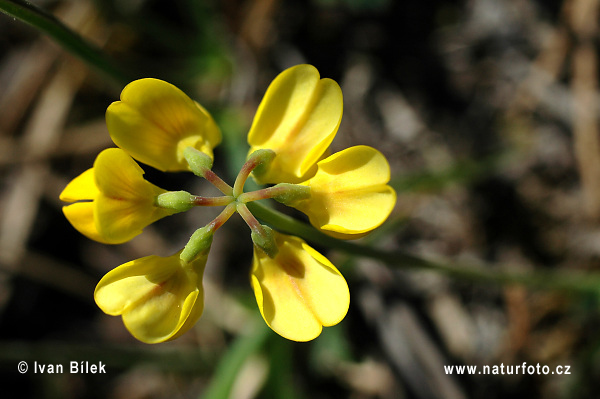 Ranostaj pošvatý (Coronilla vaginalis)