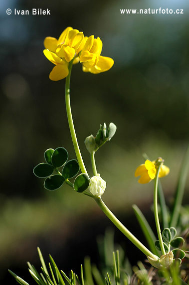 Ranostaj pošvatý (Coronilla vaginalis)