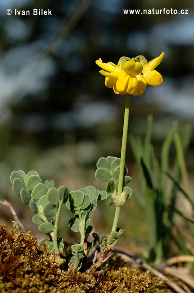 Ranostaj pošvatý (Coronilla vaginalis)