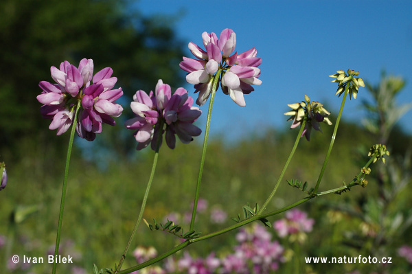 Ranostajovec pestrý (Coronilla varia)