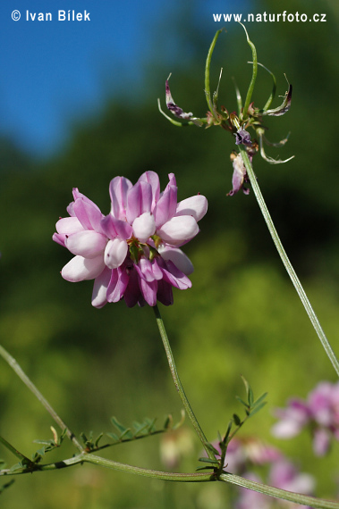 Ranostajovec pestrý (Coronilla varia)