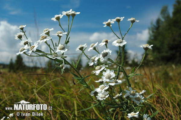 Rebríček bertrámový (Achillea ptarmica)