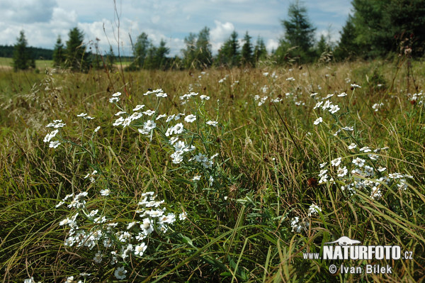 Rebríček bertrámový (Achillea ptarmica)