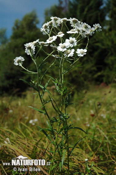 Rebríček bertrámový (Achillea ptarmica)