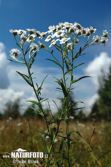 Rebríček bertrámový (Achillea ptarmica)