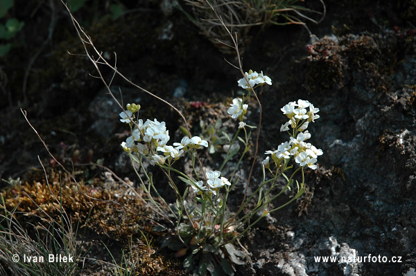 Řeřišničník skalní (Cardaminopsis petraea)