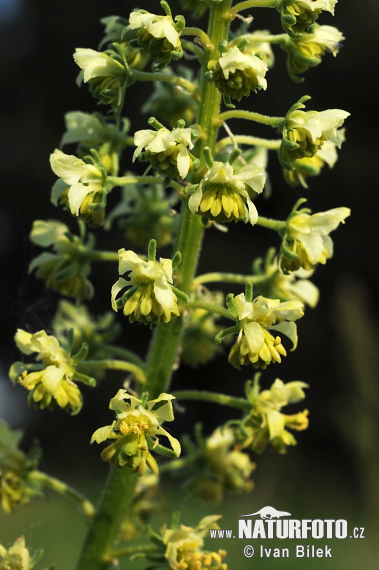 Rezeda žltá (Reseda lutea)