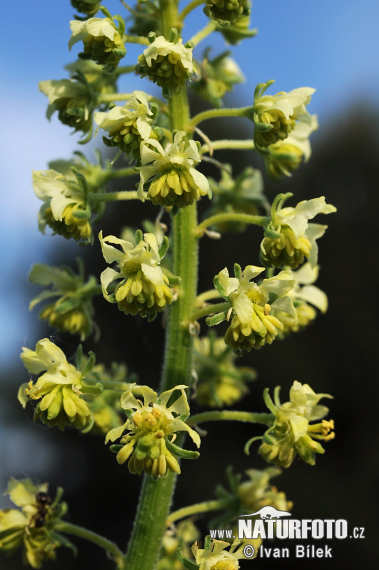 Rezeda žltá (Reseda lutea)