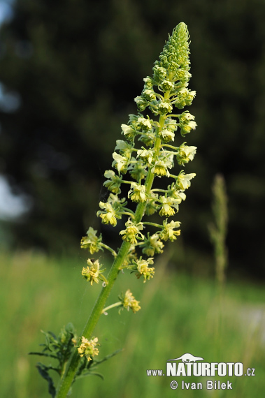 Rezeda žltá (Reseda lutea)