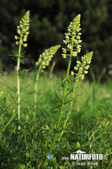 Rezeda žltá (Reseda lutea)