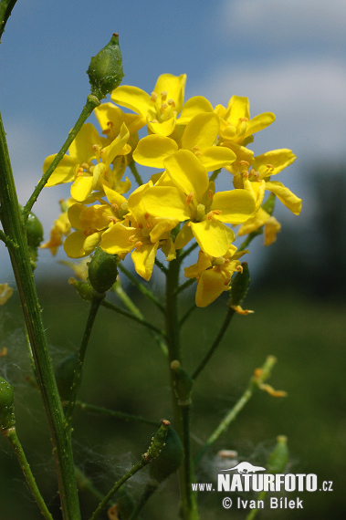 Roripovník východný (Bunias orientalis)