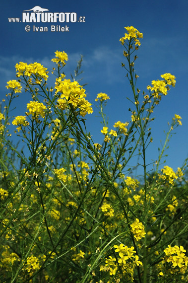 Roripovník východný (Bunias orientalis)