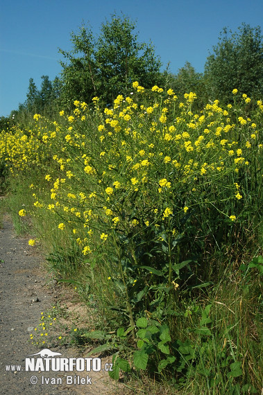 Roripovník východný (Bunias orientalis)