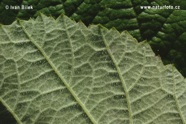 Rubus amphimalacus (Rubus amphimalacus)