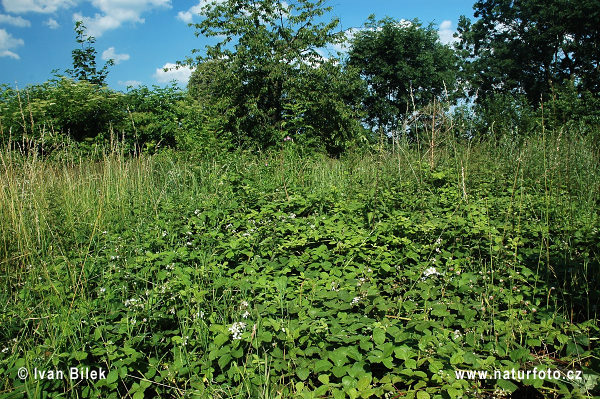 Rubus amphimalacus (Rubus amphimalacus)