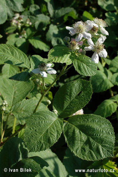 Rubus amphimalacus (Rubus amphimalacus)