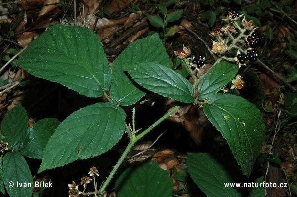 Rubus lividus (Rubus lividus)