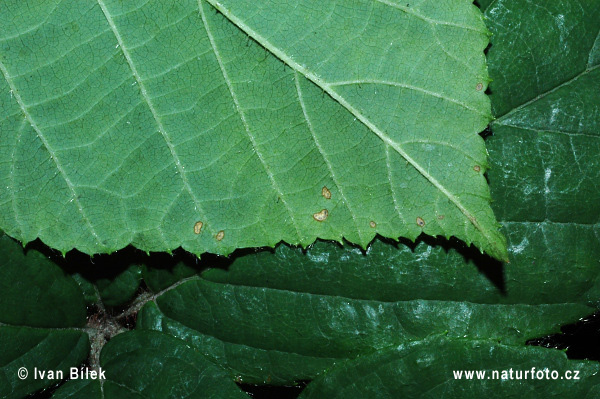 Rubus lividus (Rubus lividus)