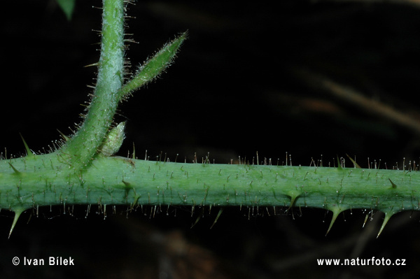 Rubus lividus (Rubus lividus)