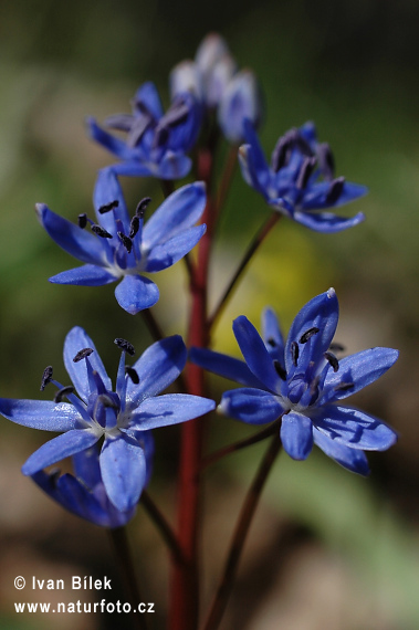 Scila viedenská (Scilla vindobonenesis)