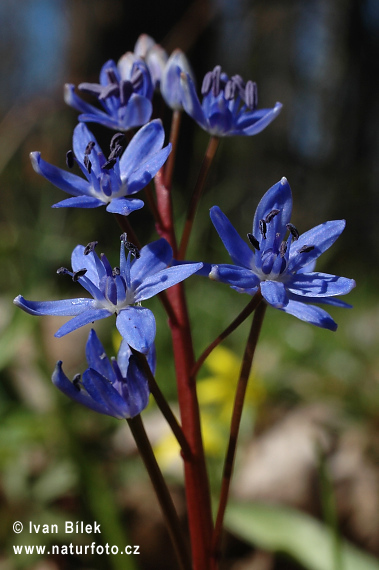 Scila viedenská (Scilla vindobonenesis)