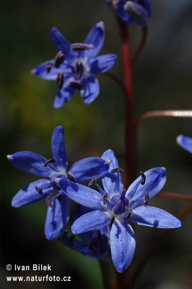 Scila viedenská (Scilla vindobonenesis)